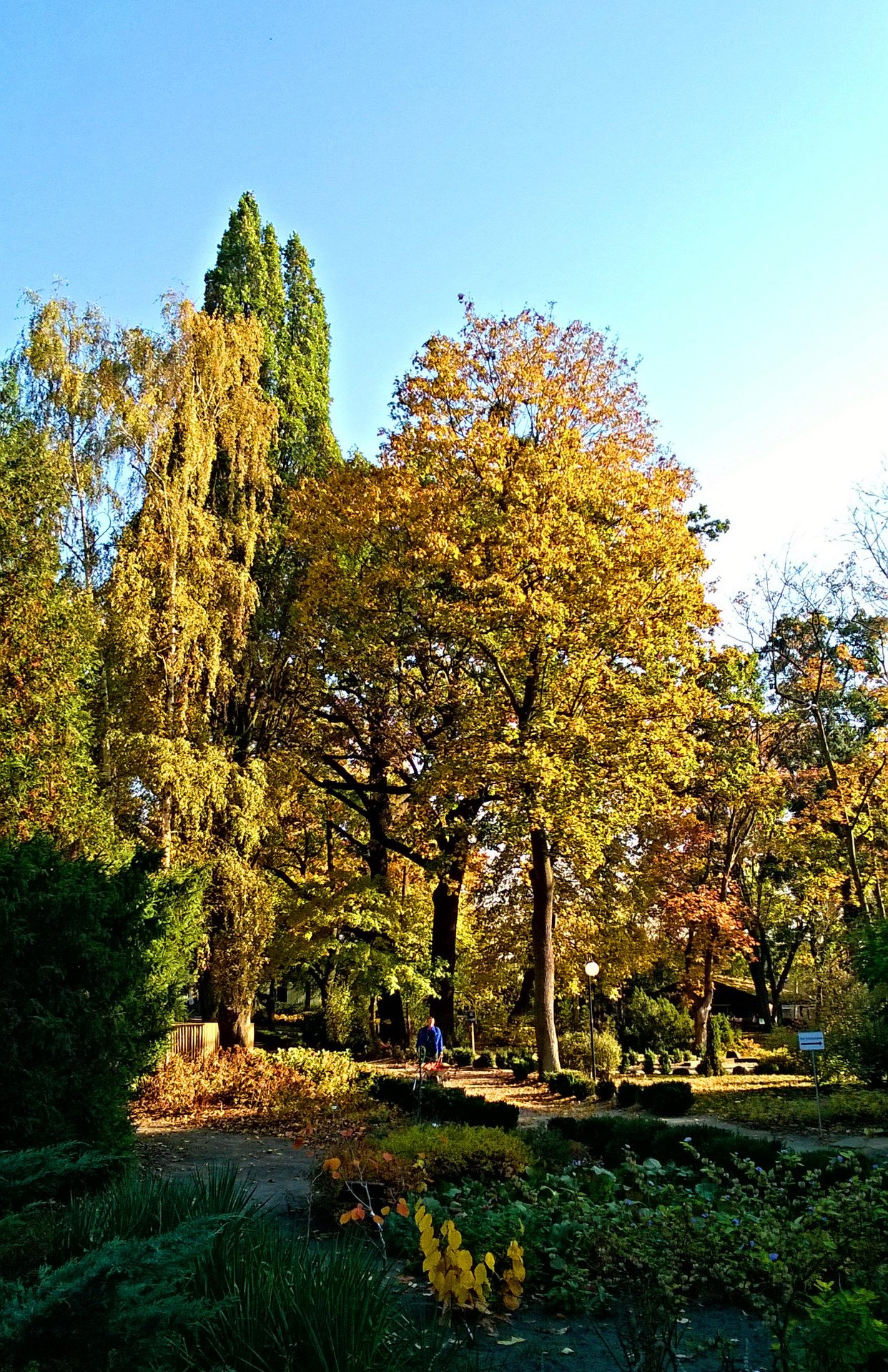 Fot. Mateuszgdynia / CC BY-SA 4.0 / Wikimedia Commons
