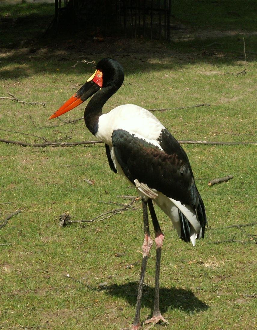 Fot. Macieias / CC BY-SA 3.0 / Wikimedia Commons